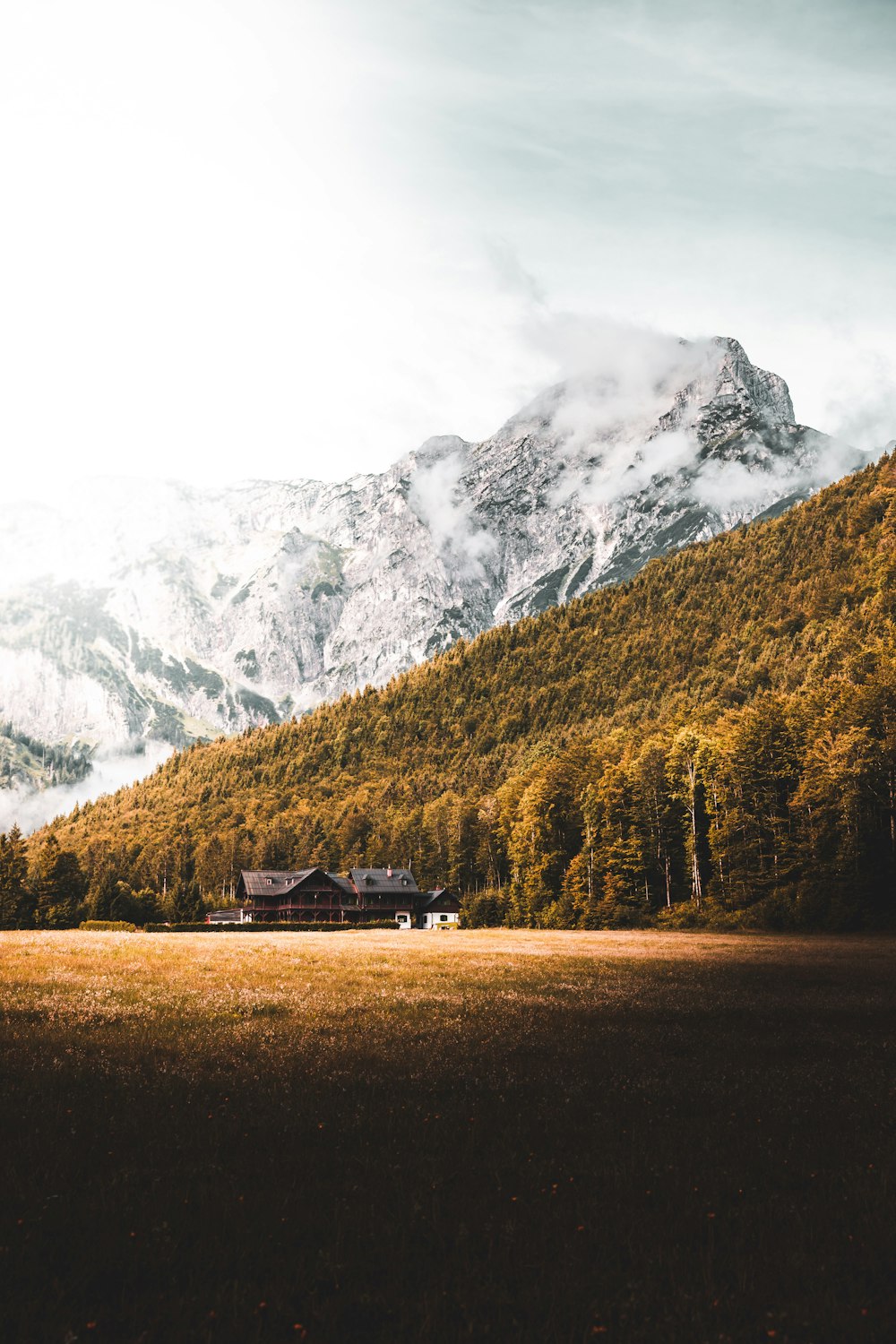 casa di legno nera accanto agli alberi