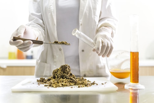 A person wearing a lab coat and gloves is handling dried plant material on a white cutting board. They are using a spatula to place some of it into a test tube or small vial. On the table is a graduated cylinder filled with an orange liquid and a round-bottom flask partially filled with a similar substance.