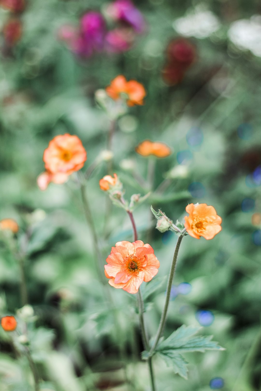 orange petaled flowers