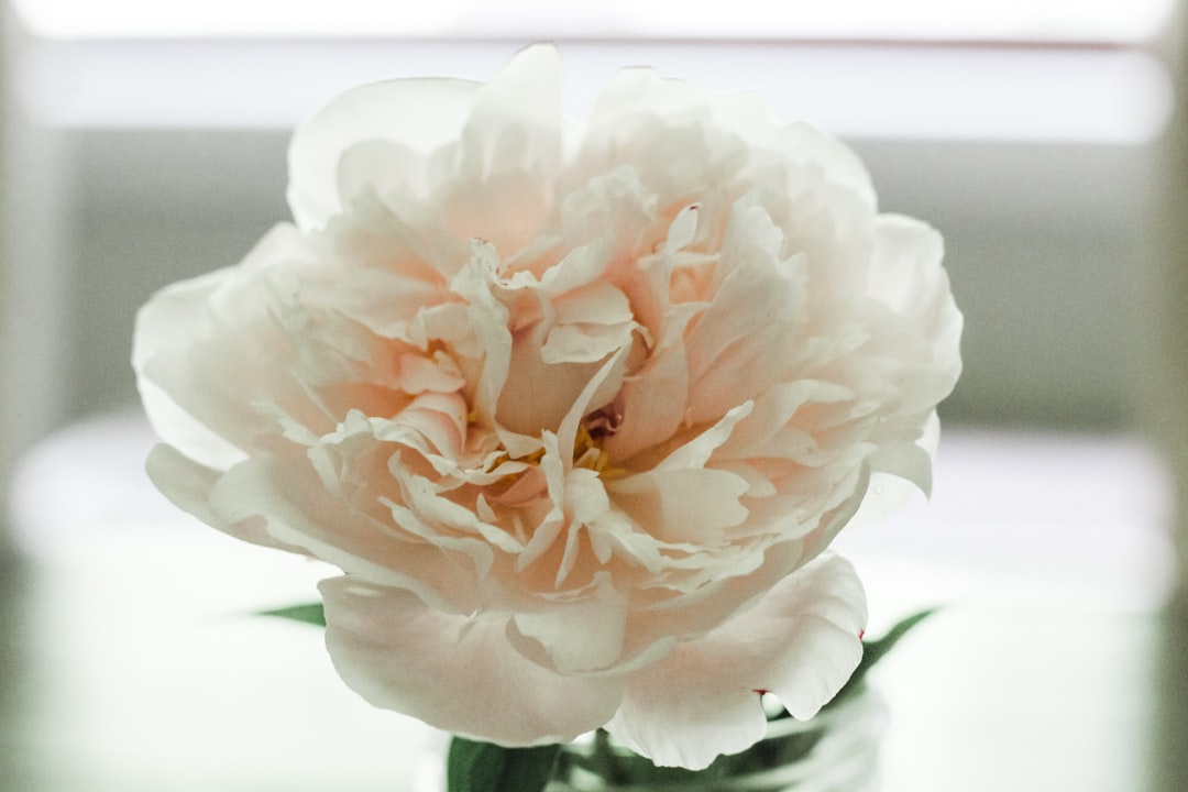 selective focus photography of white petaled flower