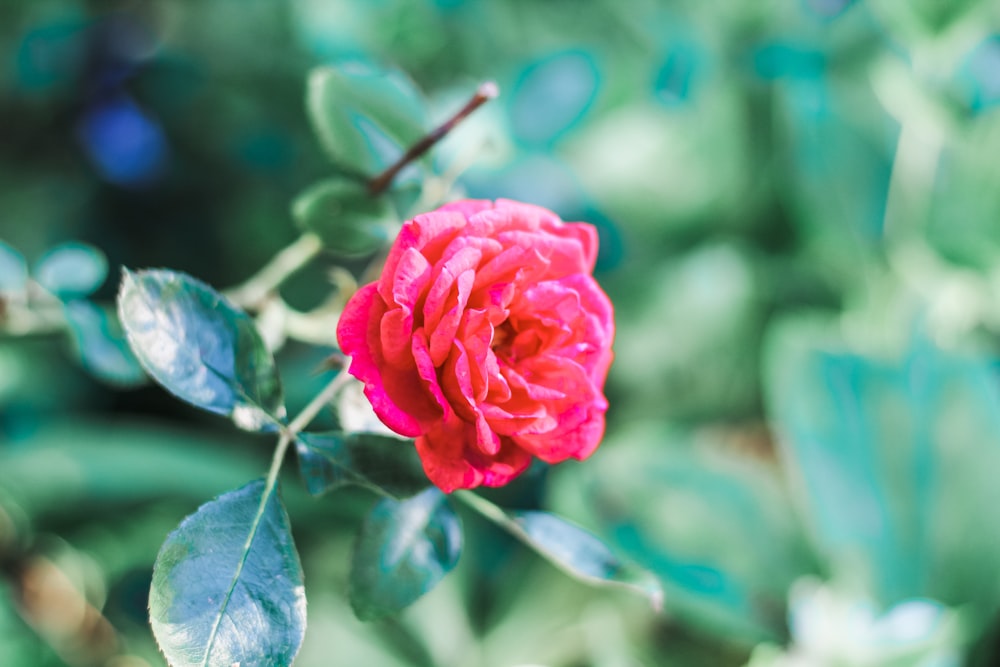 selective focus photography of pink petaled flower