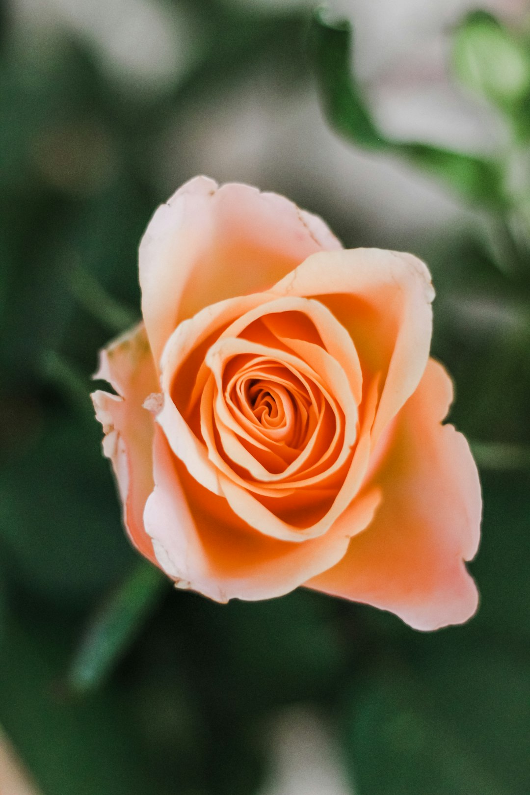 orange-petaled flower