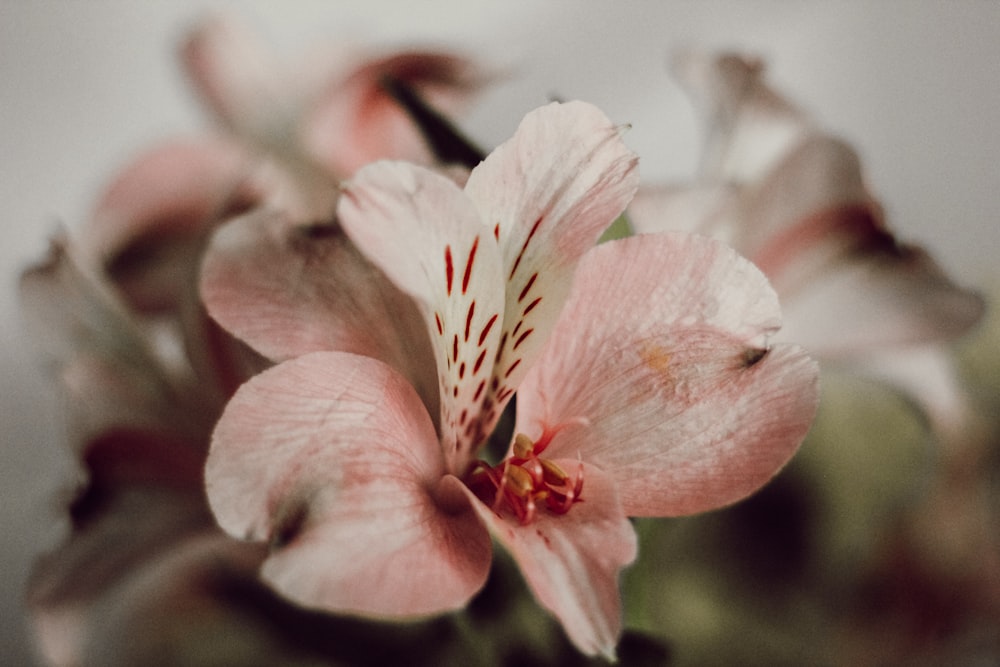 selective focus photography of pink petaled flower