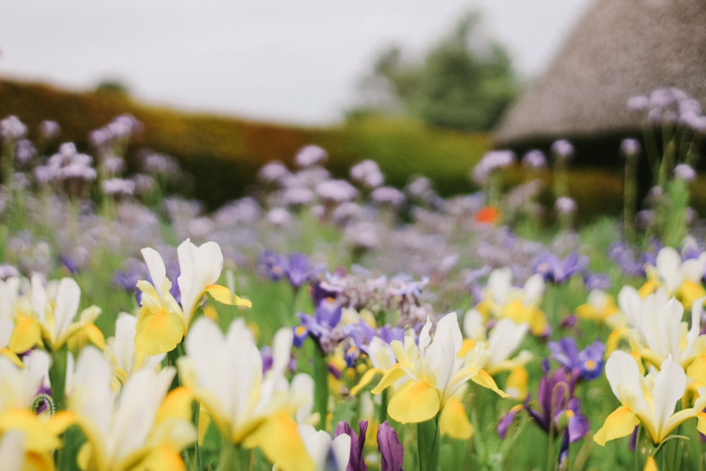 flower field during day