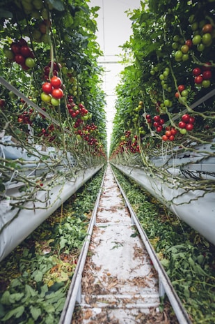 An expansive greenhouse filled with rows of lush, green tomato plants, some bearing ripe red tomatoes while others show clusters of green and orange ones. The perspective creates a tunnel-like effect as the rows converge in the distance, leading the eye down a narrow pathway framed by foliage.
