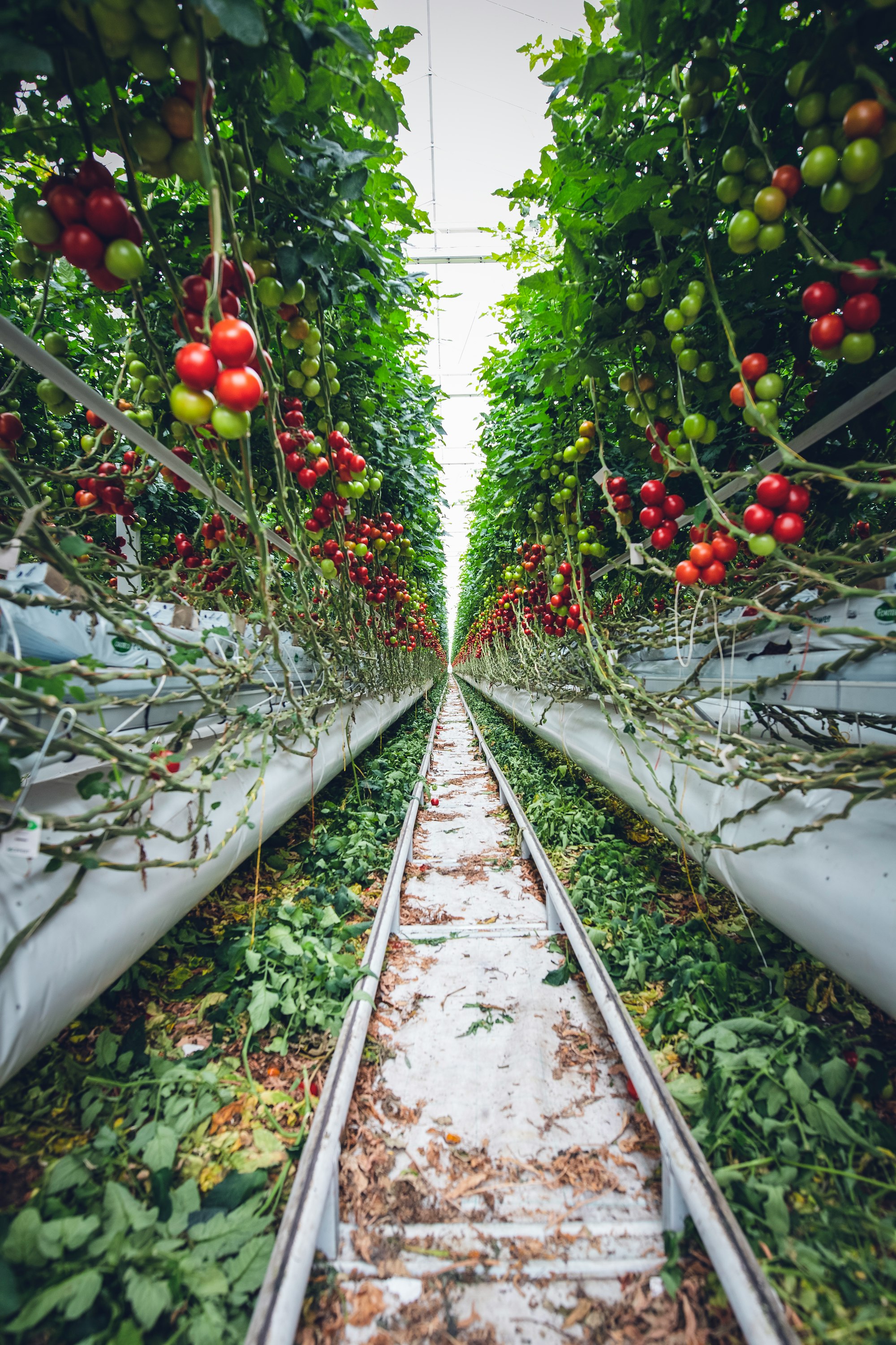 Vertical gardening in a mega glasshouse for fast growing tomatoes and sweet pepper.