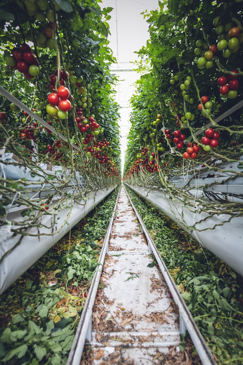 Greenhouses and crop production
