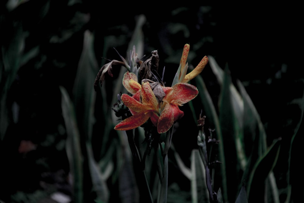 orange petaled flower