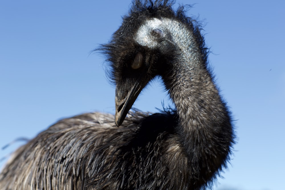 Aves más grandes