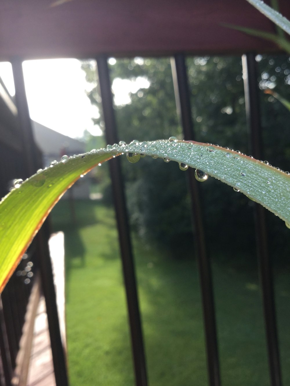 green leaf with dew beside railing