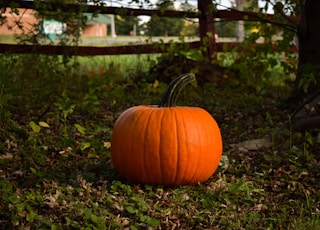 pumpkin near tree