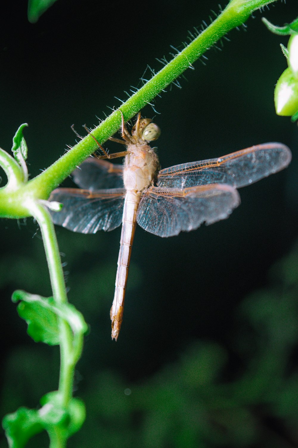 brown dragonfly
