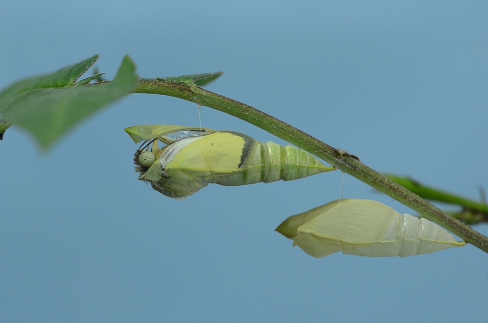 green butterfly cocoons macro photography