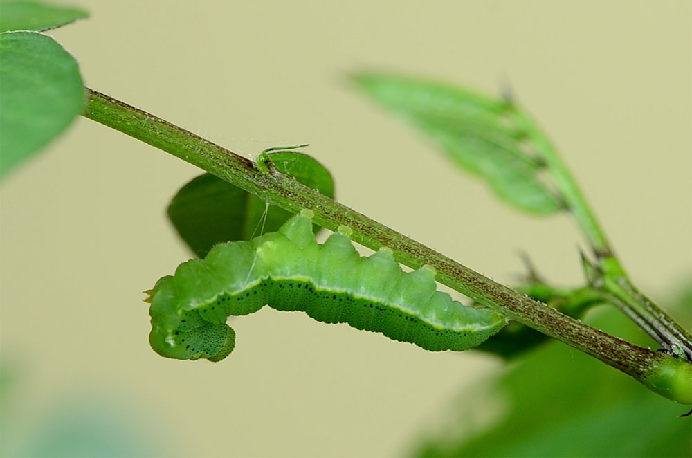 green caterpillar on stem