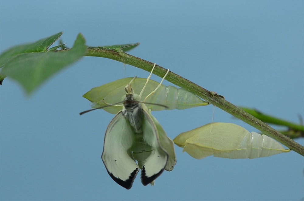 green insect on plant