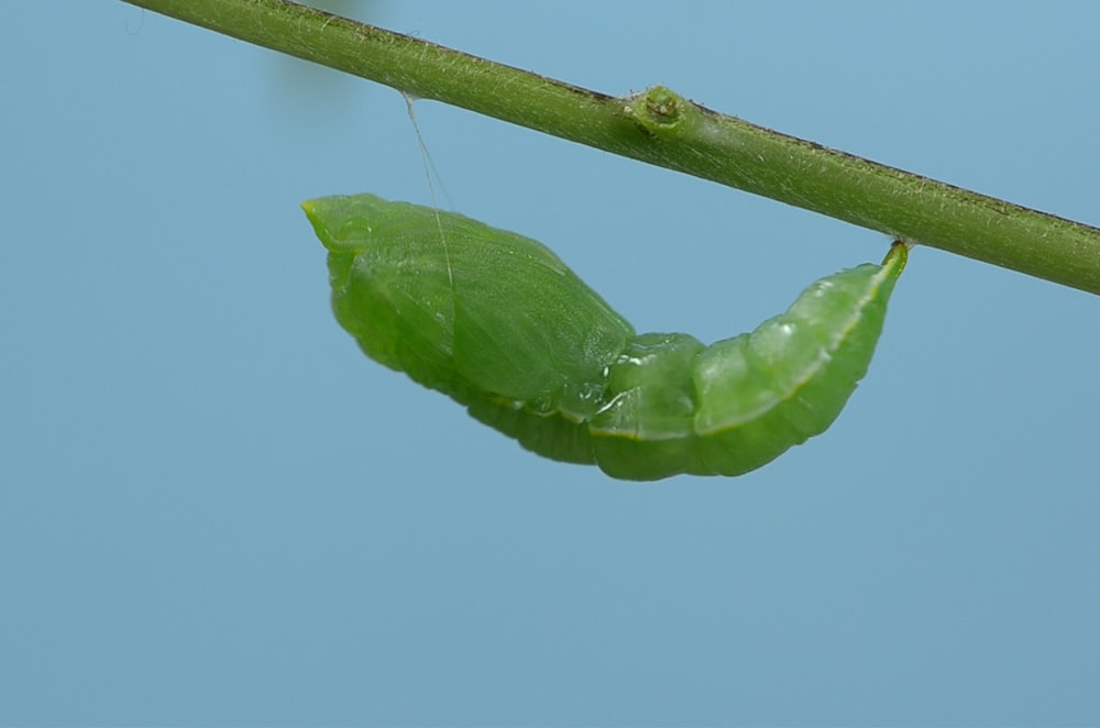 green caterpillar