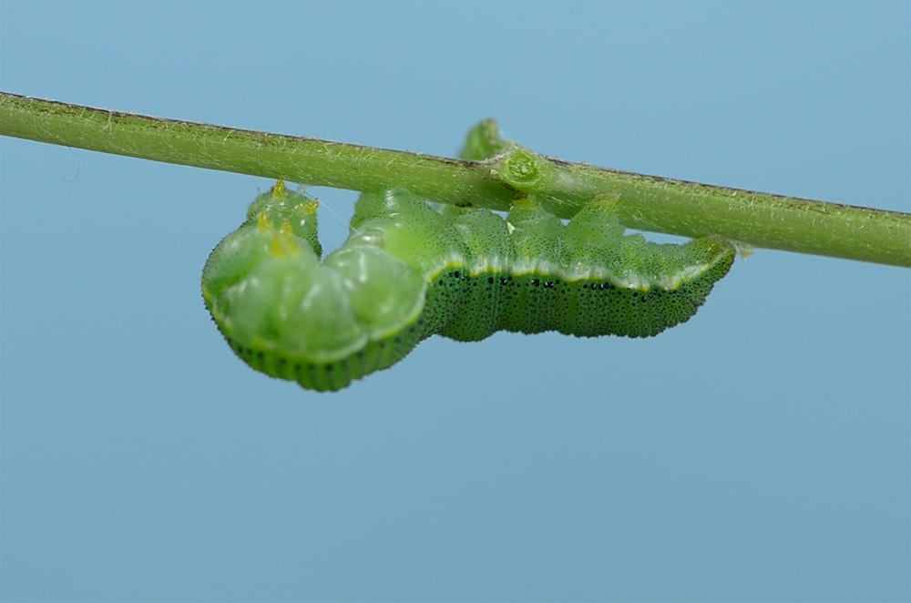 green caterpillar on stem