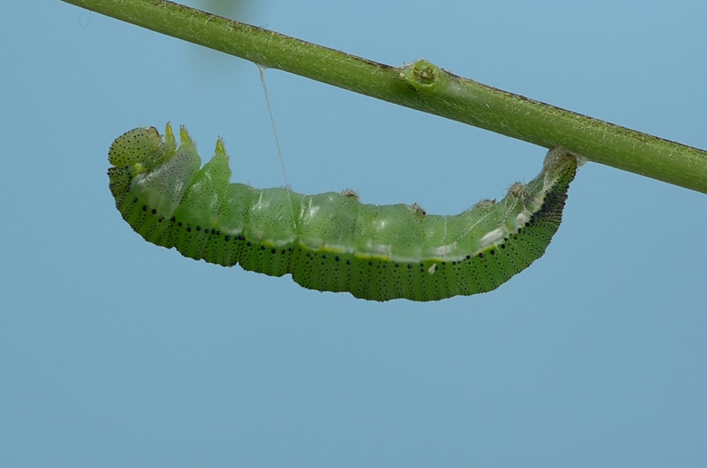 photo of caterpillar