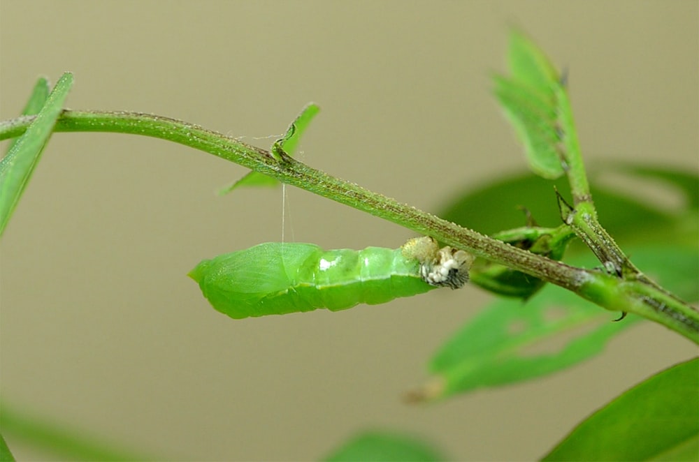 green plant