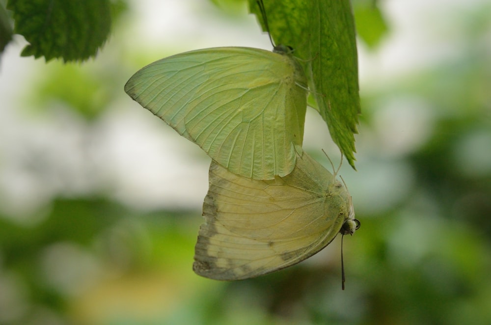 green butterfly on leaf