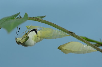 A close-up view of a butterfly emerging from its chrysalis hanging on a slender green branch. The butterfly is partially out, with wings still unfolding while another closed chrysalis is visible nearby. The background is a soft blue, contrasting with the vivid green of the leaves.