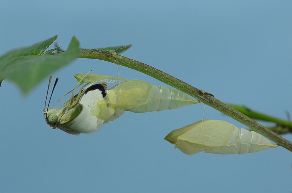 green and white butterfly undergone metamorphosis