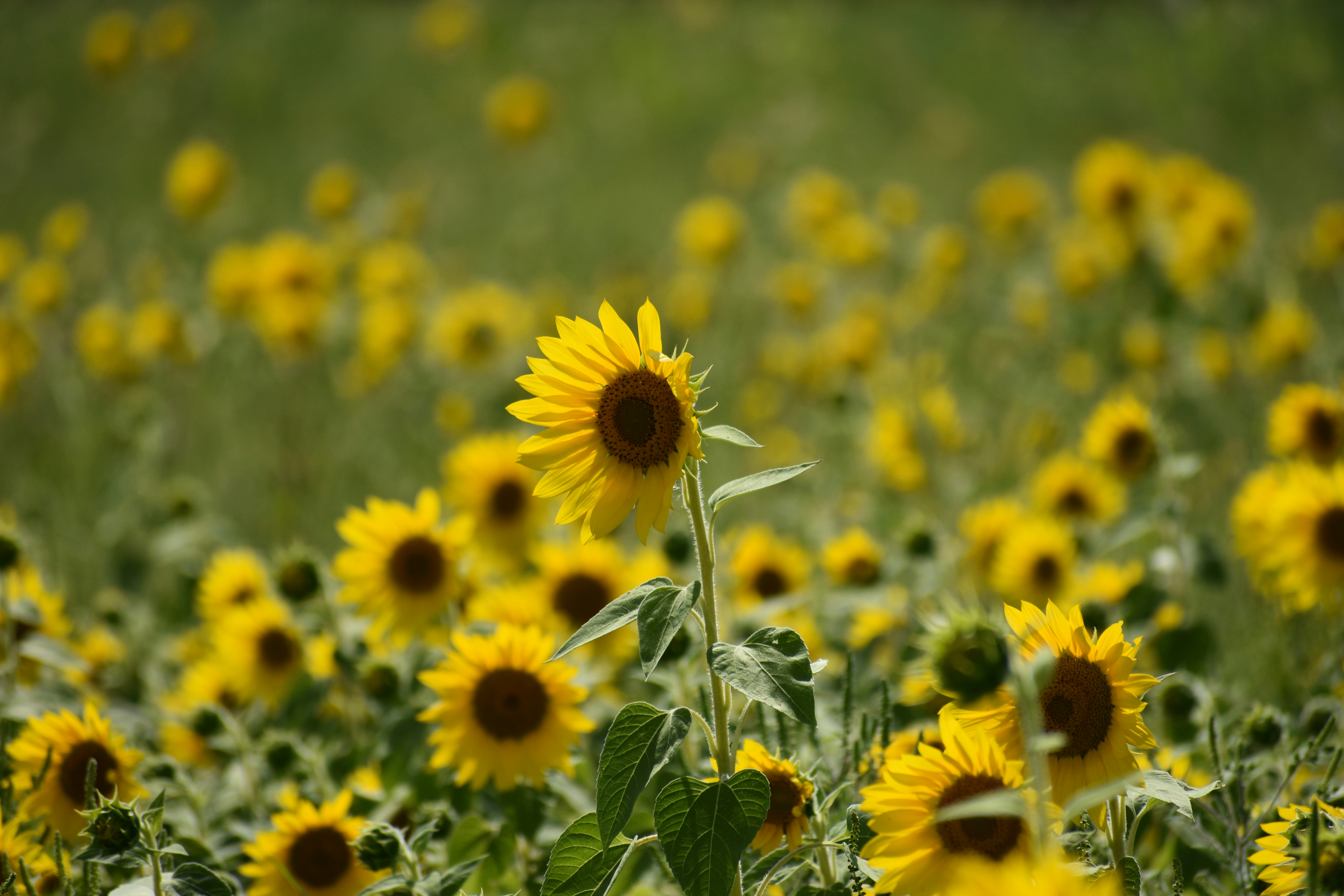 Photo by templeofthedove