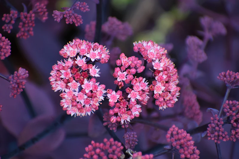 Shallow focus photo of sedum with pink and purple flower blooms