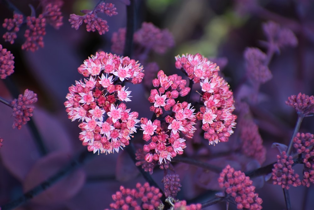 Foto de enfoque superficial de flores rosadas