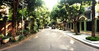 Quiet residential street lined with tall trees and neat row houses in soft afternoon light.