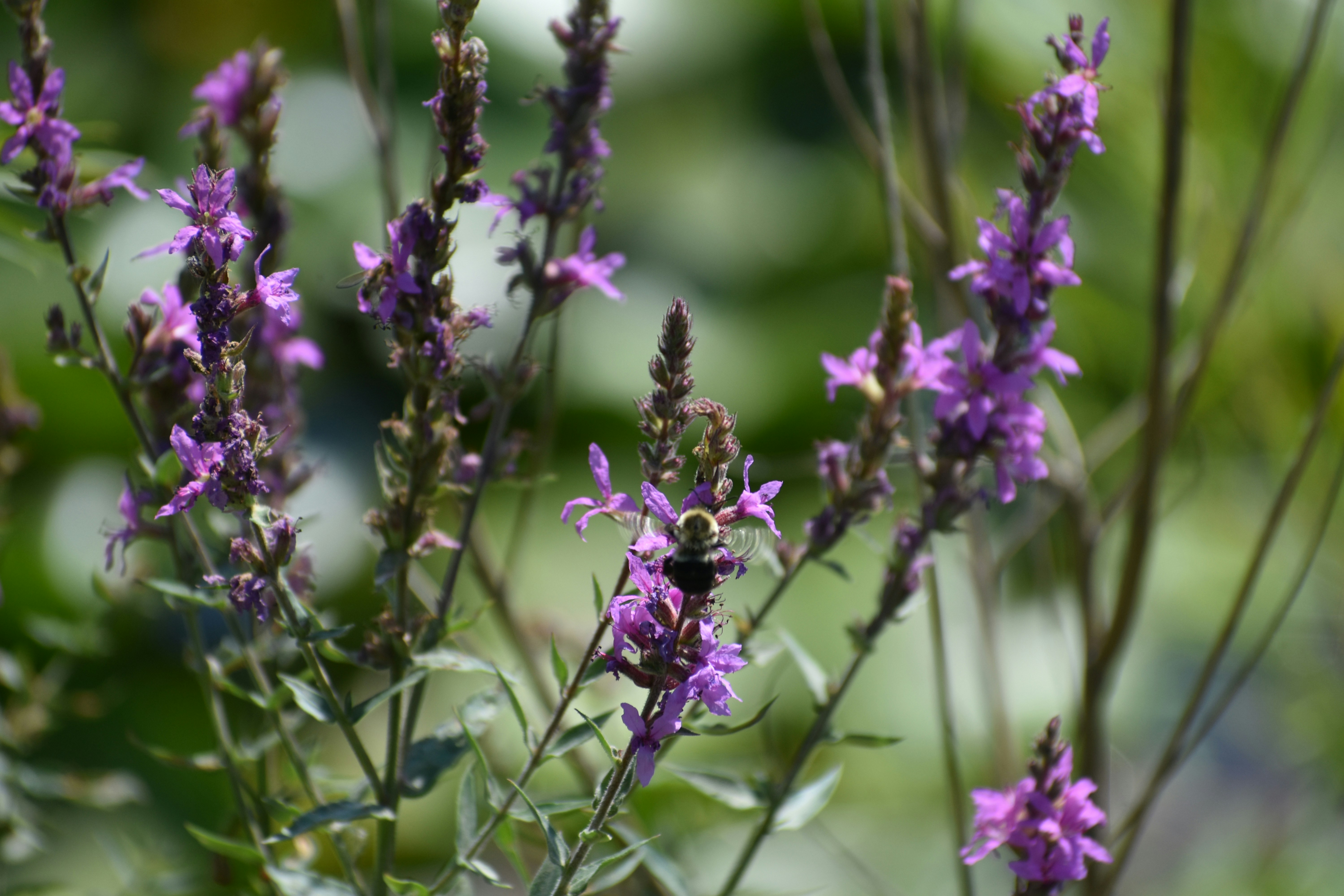 Photo by templeofthedove