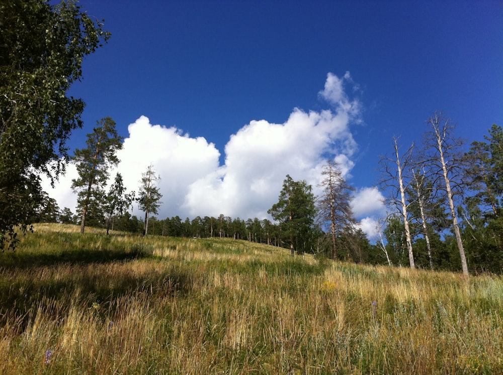 pine trees in forest