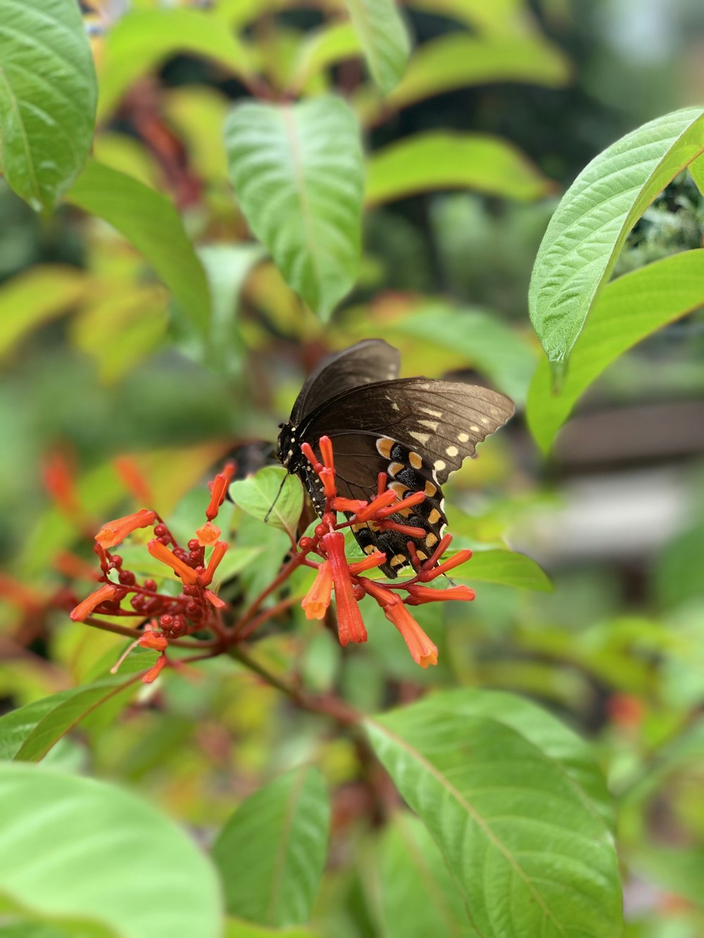 foto di messa a fuoco superficiale di farfalla marrone su foglie verdi