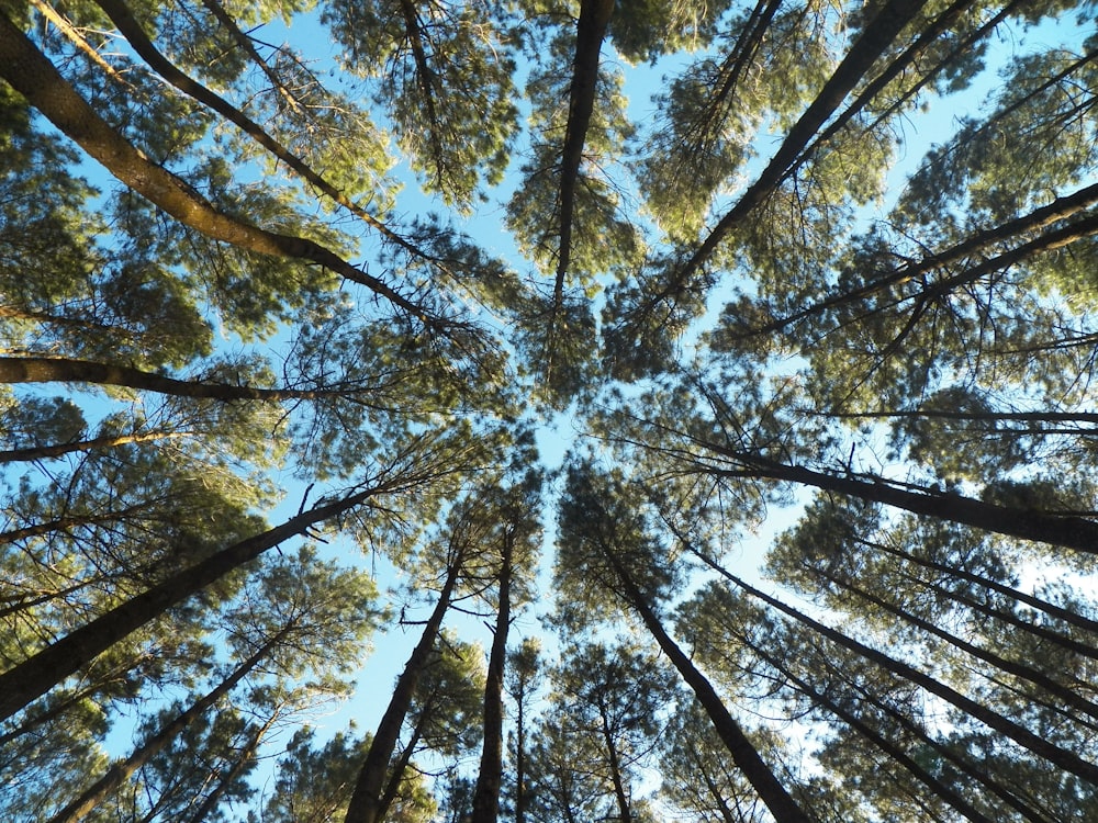 worm view photo of green trees during daytime