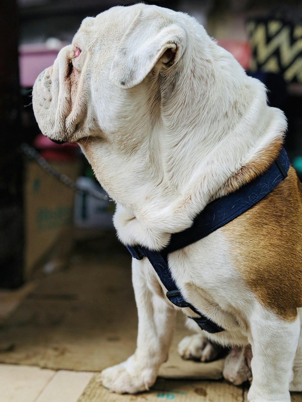 shallow focus photo of white and brown dog