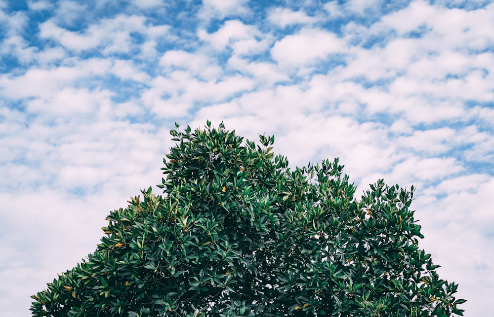 green tree under cloudy sky during daytime