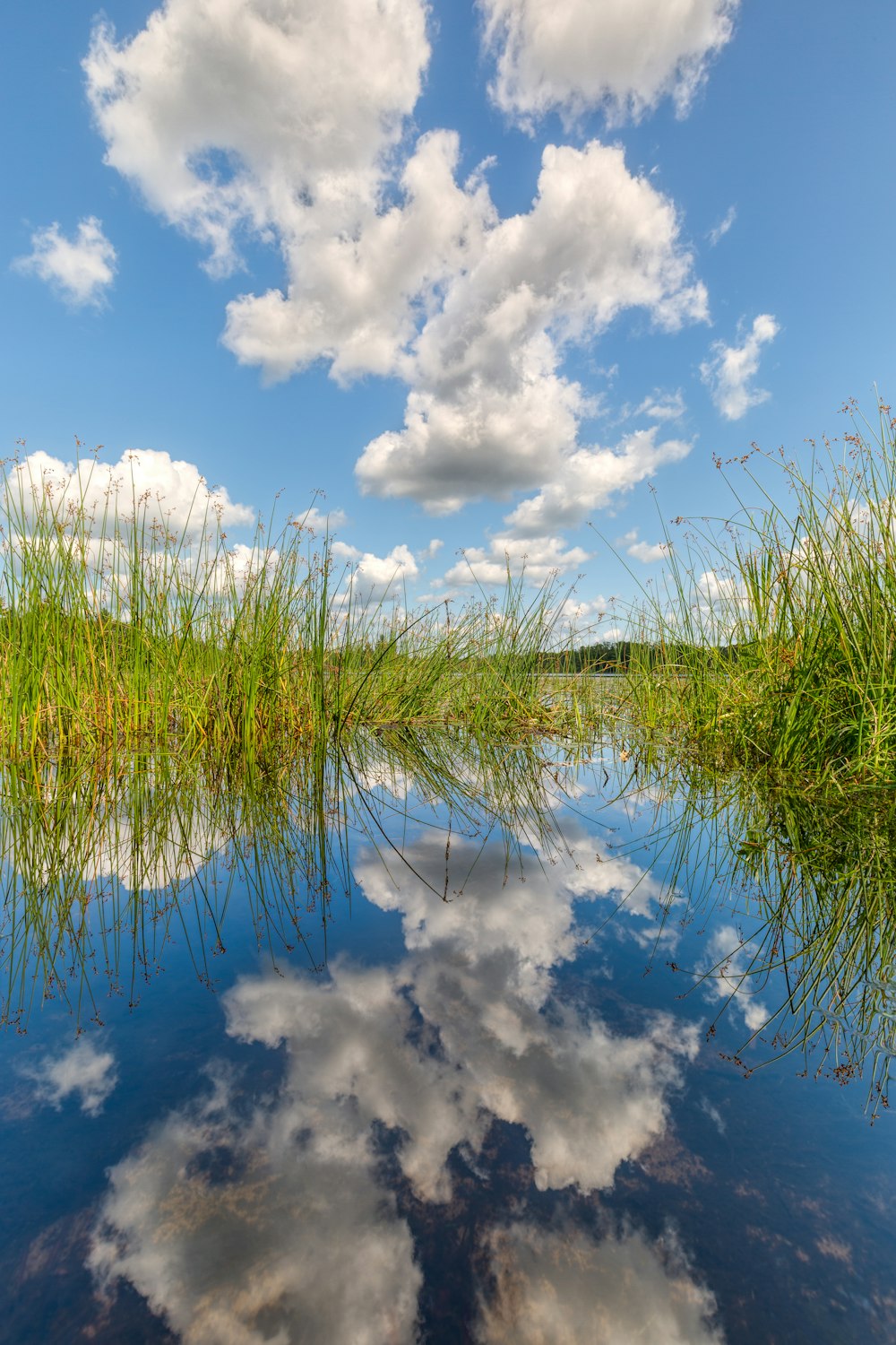 green grass fields on pond under white clouds during daytime