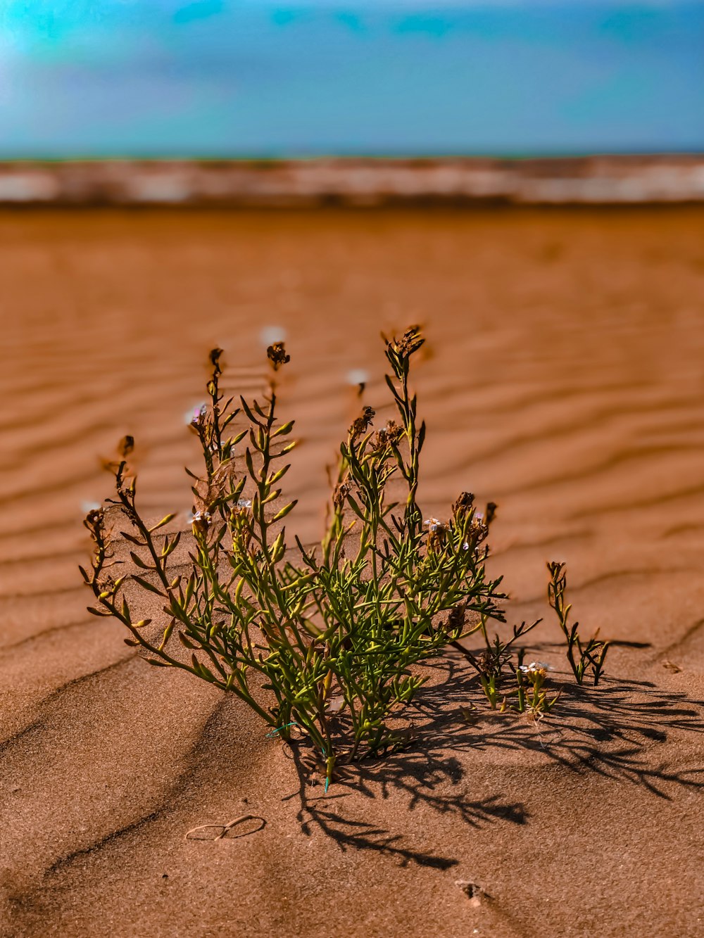 a small plant is growing out of the sand