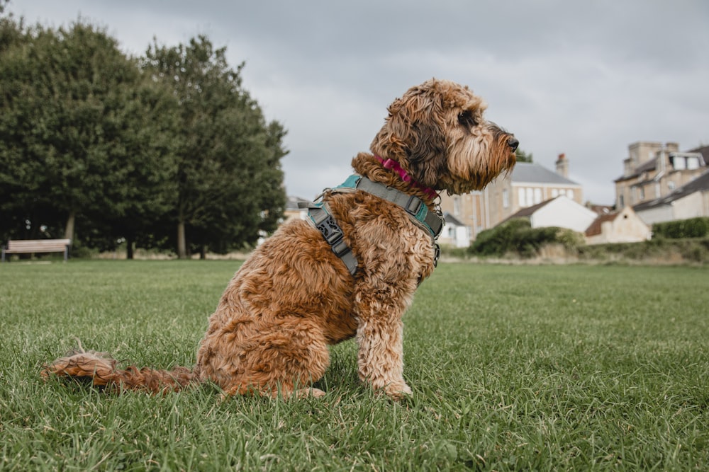 medium-coated brown dog on grass surface