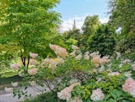 A serene garden scene featuring lush green hydrangea plants.