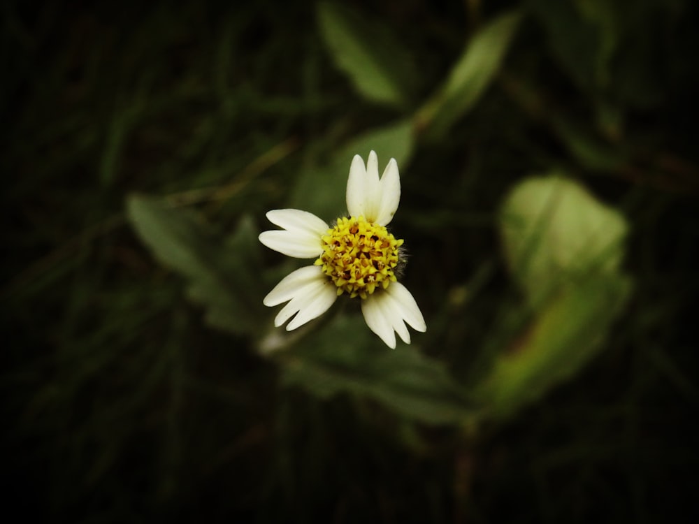 white flower