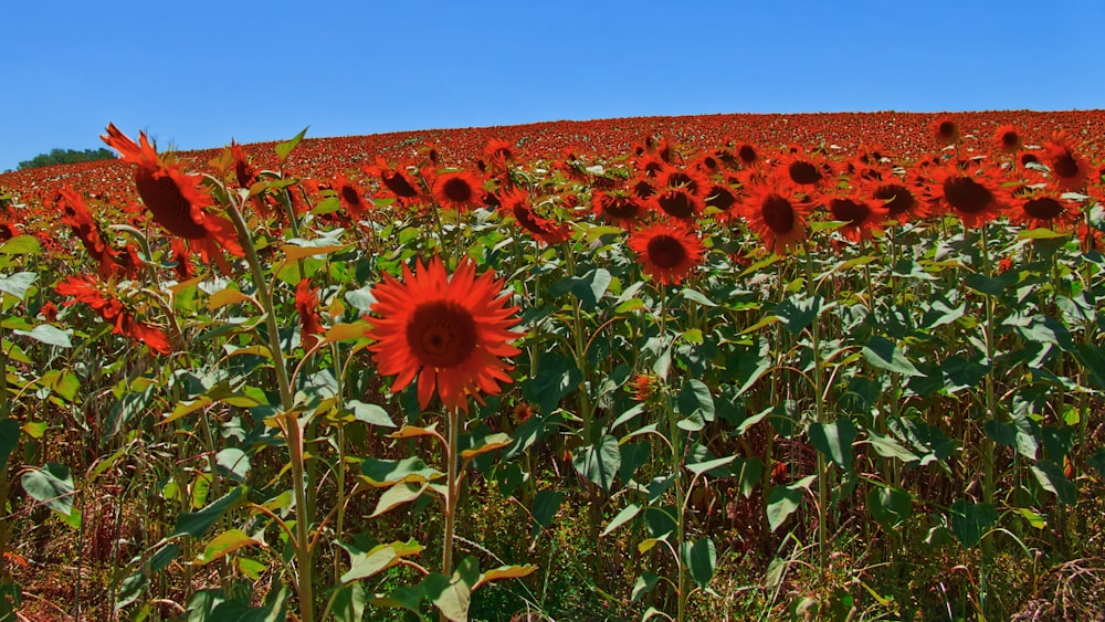 red flowers during daytime