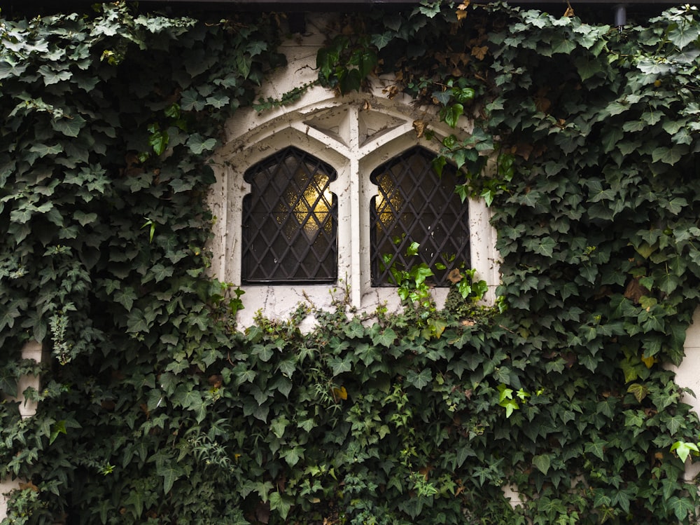 vines outside window