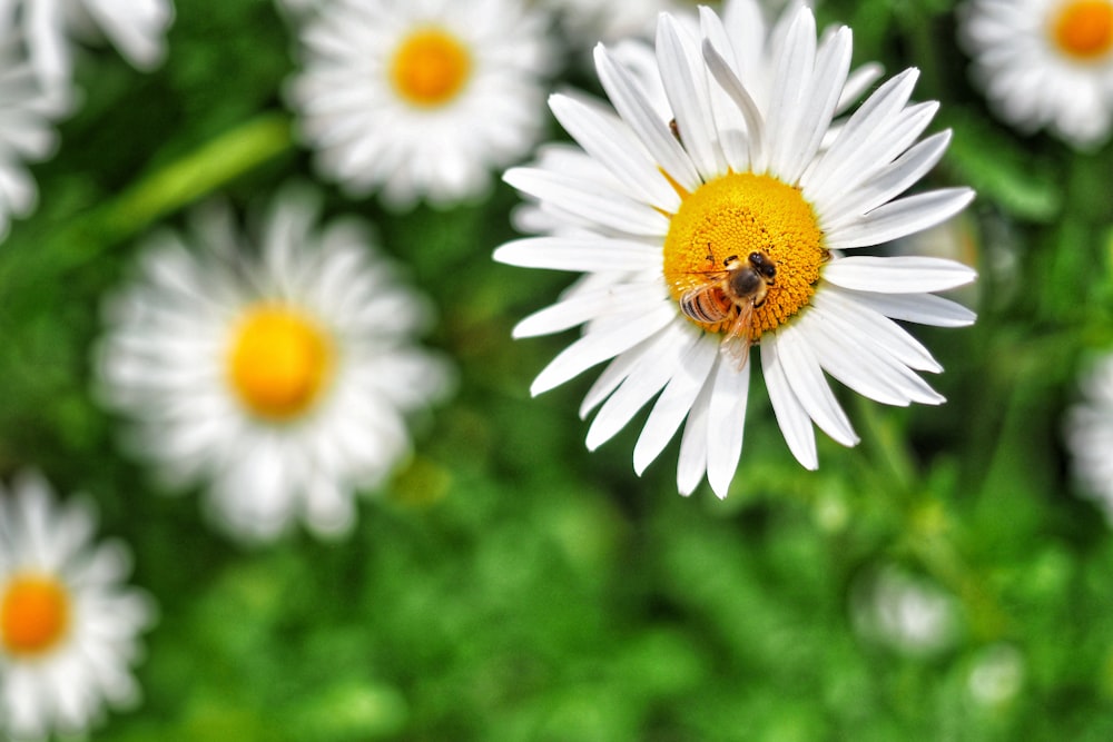 white daisy flower