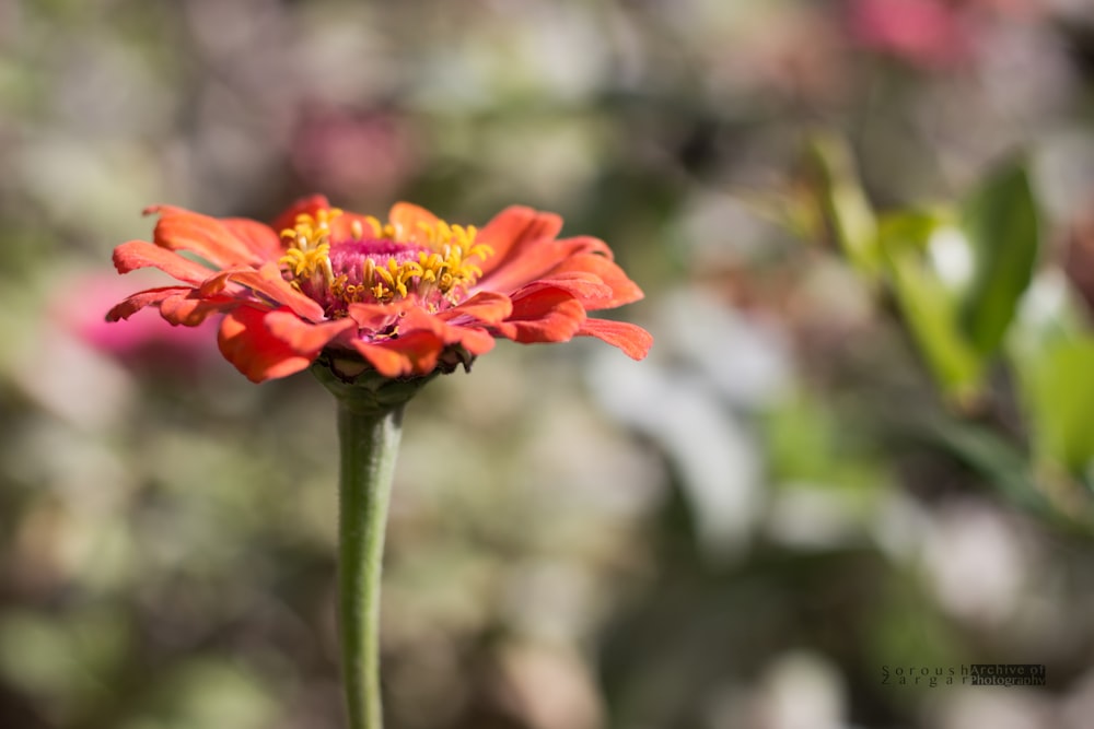 focus photography of red petaled flower
