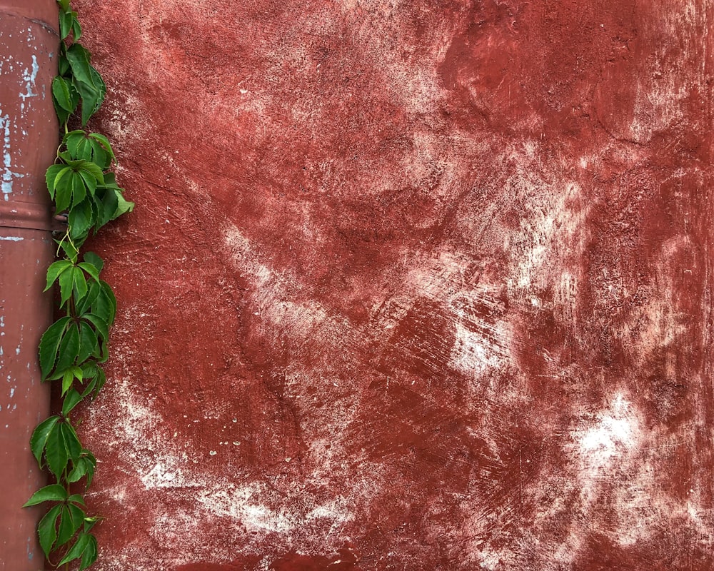 a red wall with a plant growing on it