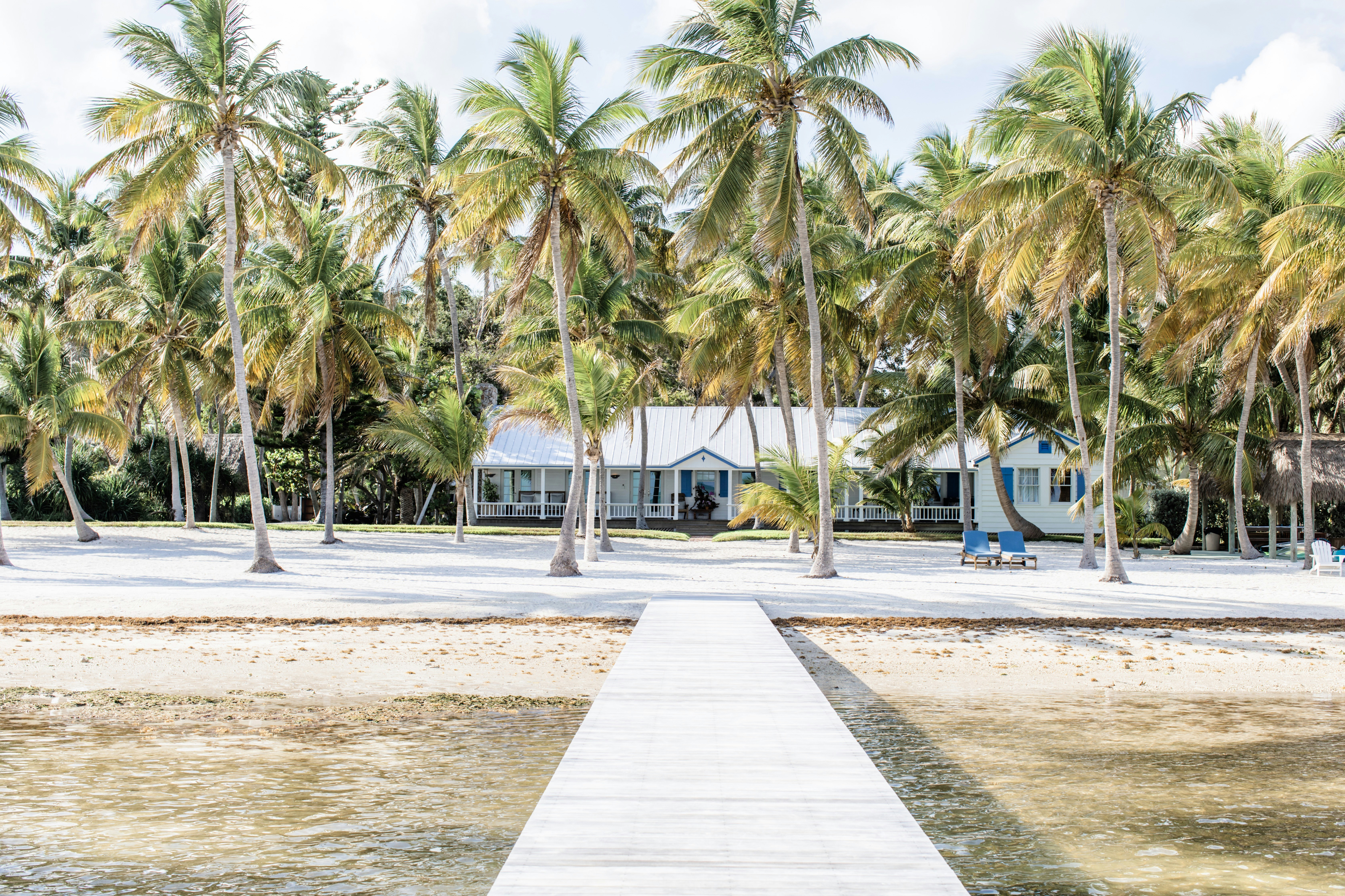 palm trees near white building, 