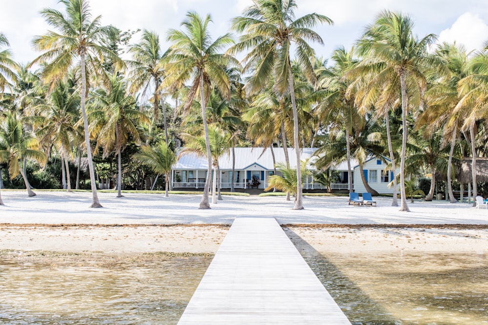 palm trees near white building