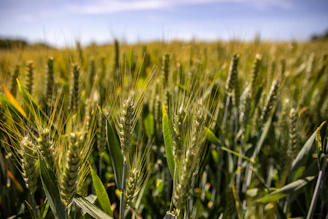 Close-up of healthy green wheat field under clear blue sky