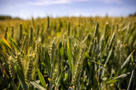 Close-up of healthy green wheat field under clear blue sky